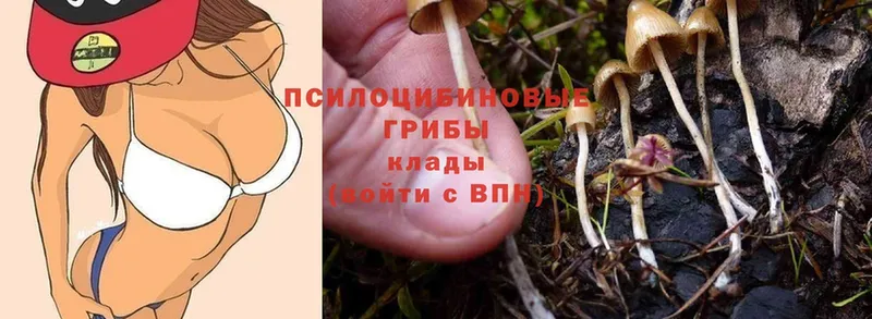 Галлюциногенные грибы MAGIC MUSHROOMS  Кириллов 